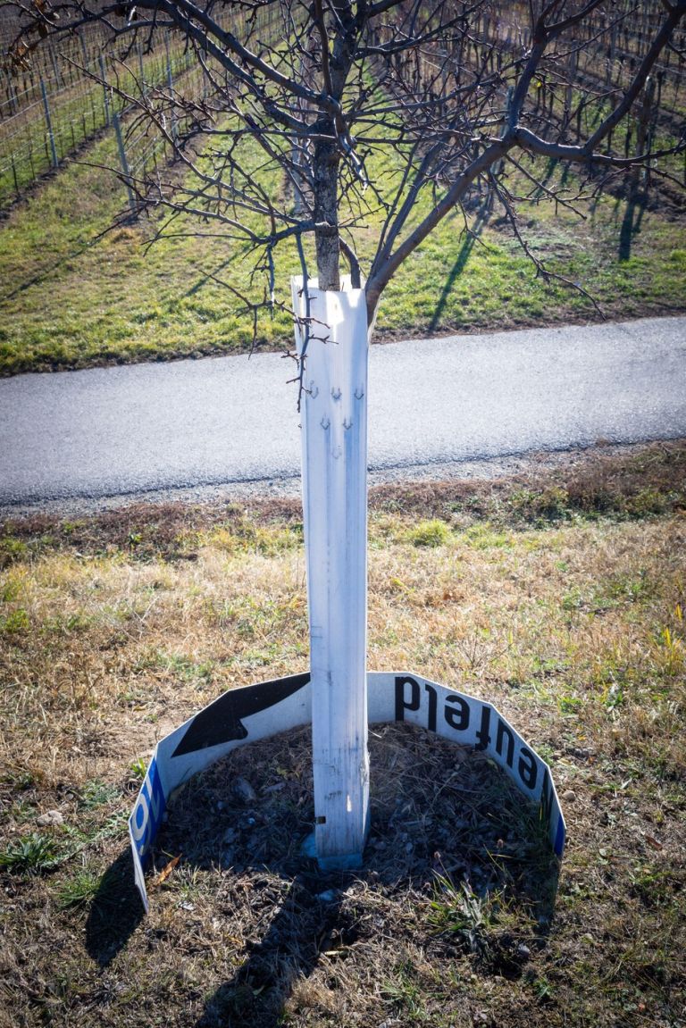 Zaščita mladih dreves3