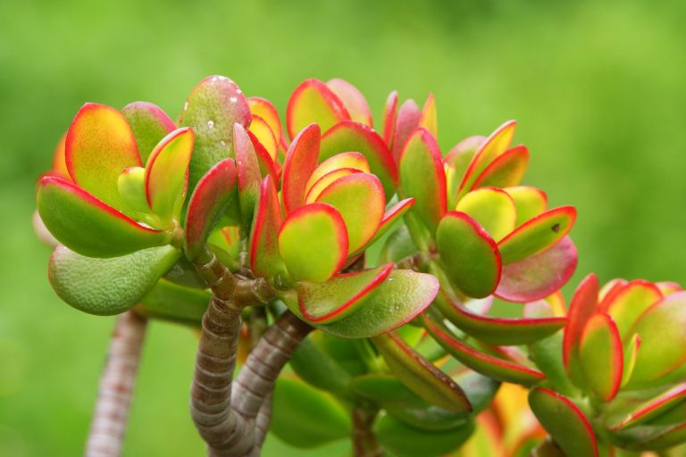 krasula, drevo-denarja, sobne-rastline