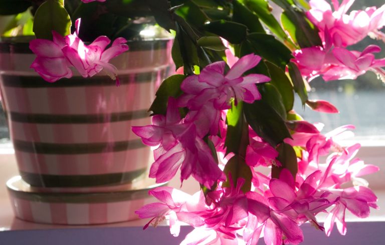 bozicni-kaktus, prazniki