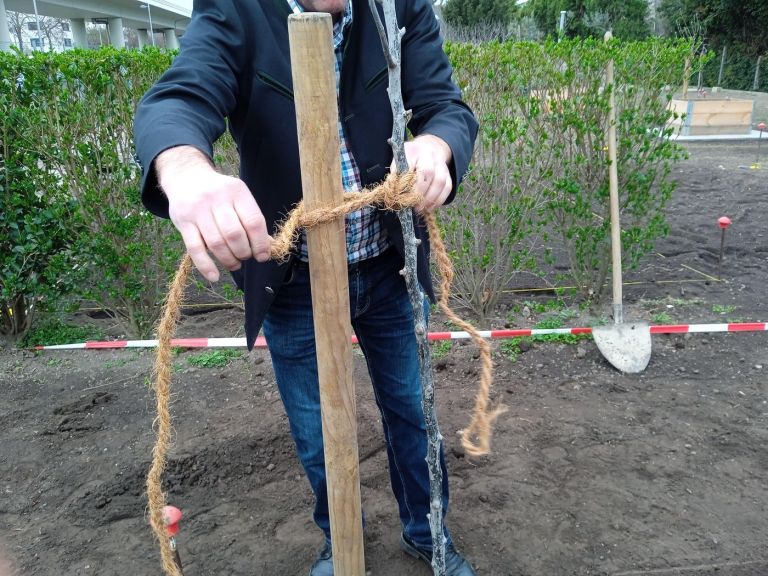 Zaščita mladih dreves4