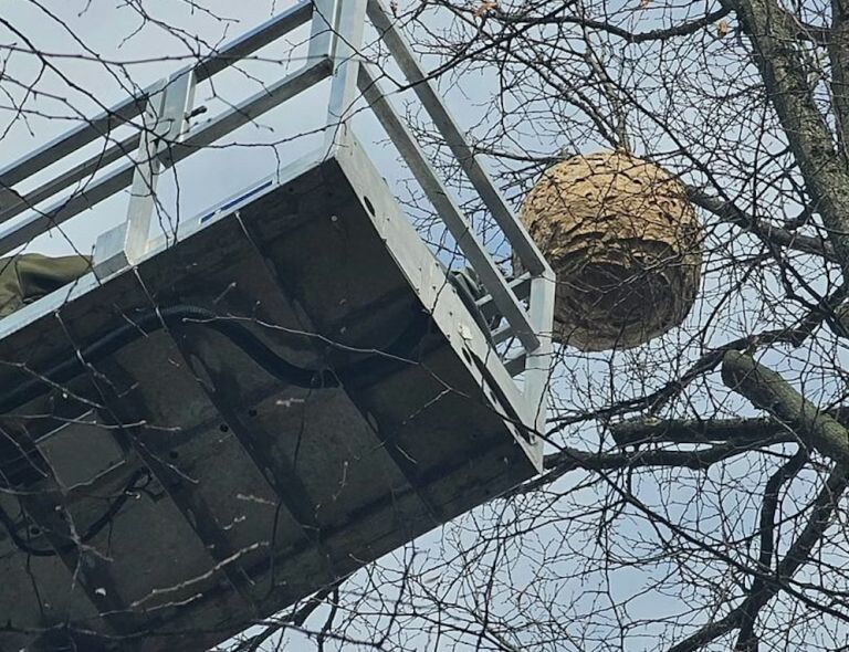 gnezdo, azijski sršen, Hürth