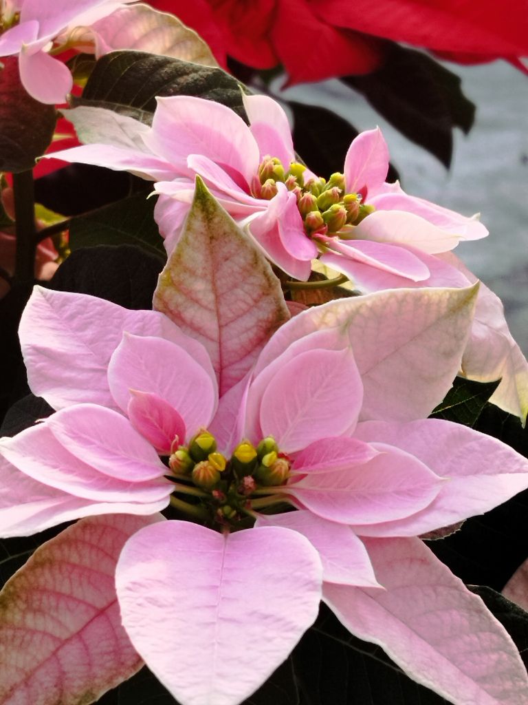 cvetove nnajdemo med obravnaimi ovršnimi listi in ob nakupu naj ne bodo odprti.jpg