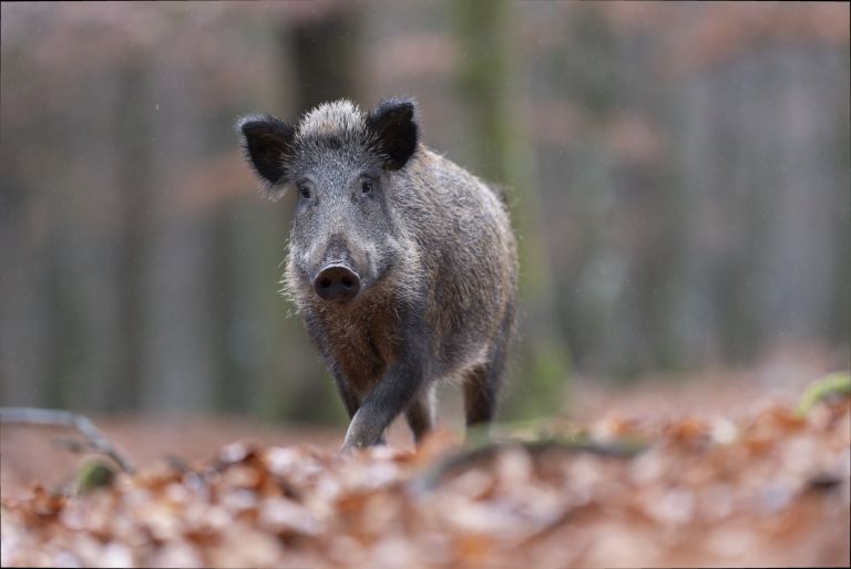 divji prašič.jpg