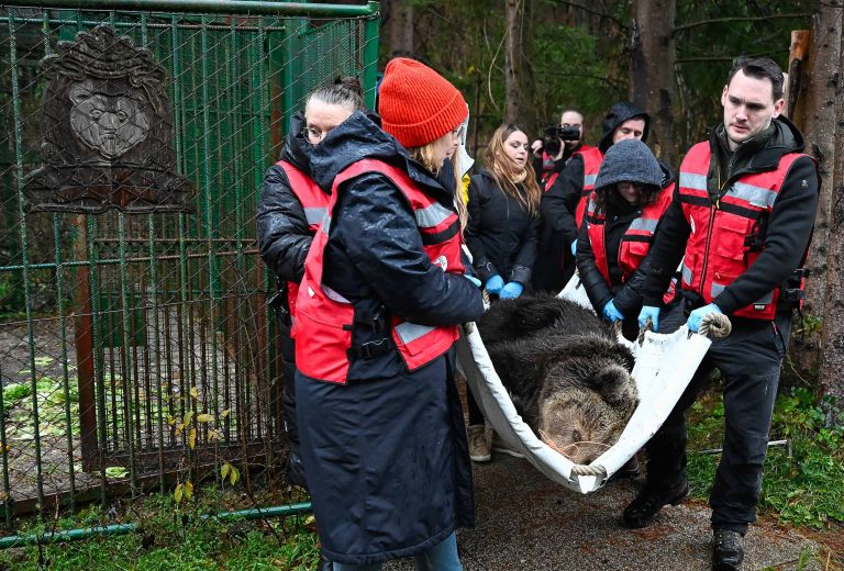 medvedka-mici, selitev