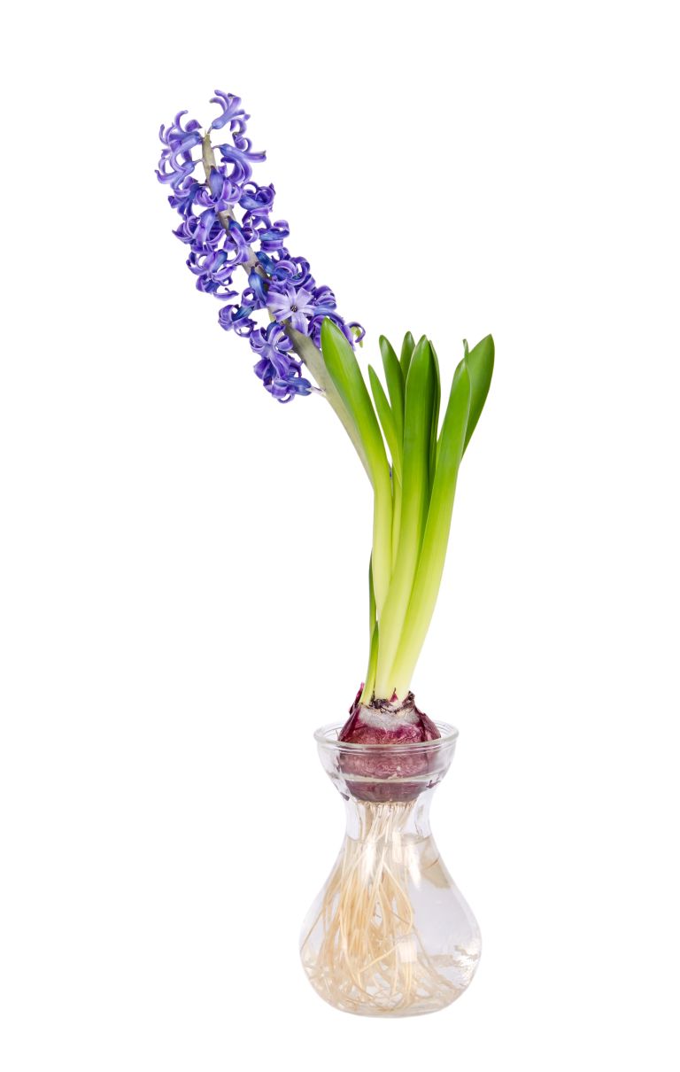 dišeče praznične dekoracije1