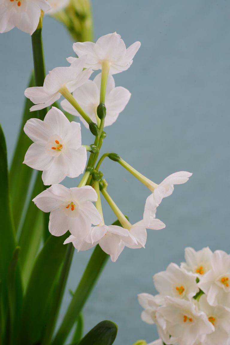 dišeče praznične dekoracije2