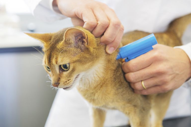 mačka, čipiranje.jpg