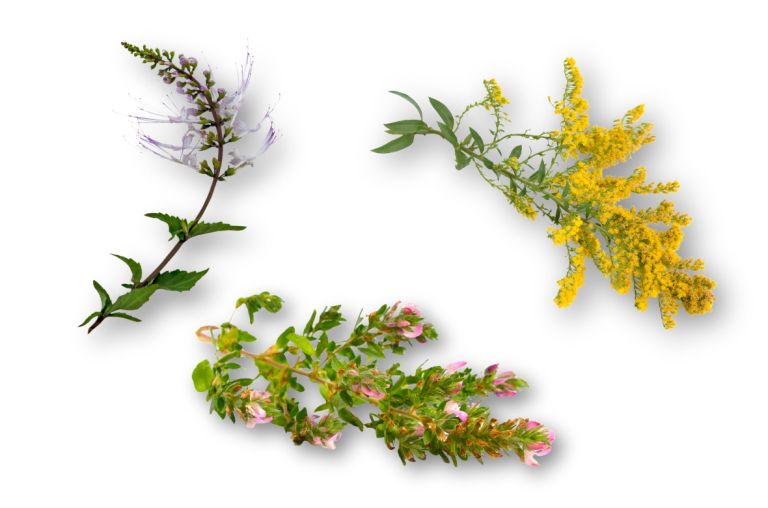 Rastline_za članek.jpg