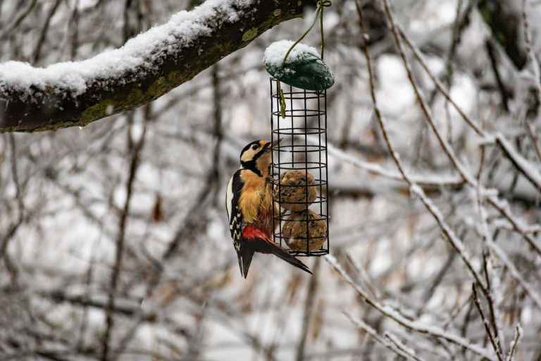 hrana za ptice pozimi1