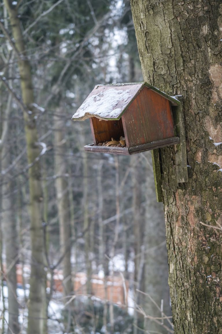 hrana za ptice pozimi3