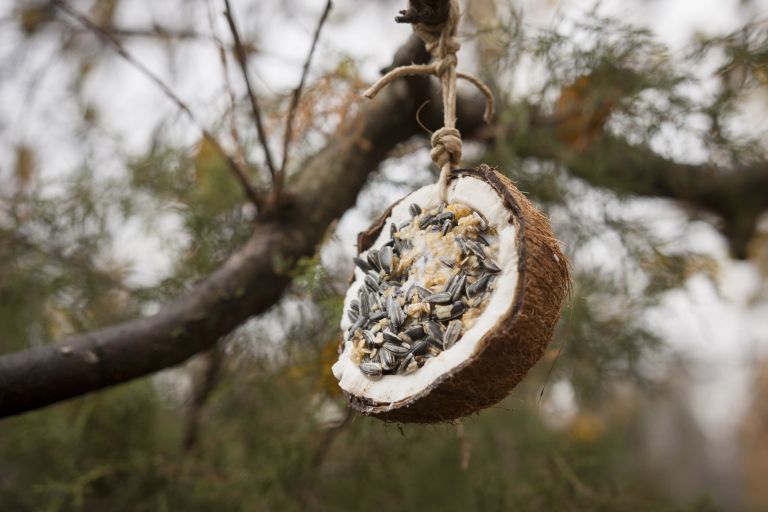 hrana za ptice pozimi5