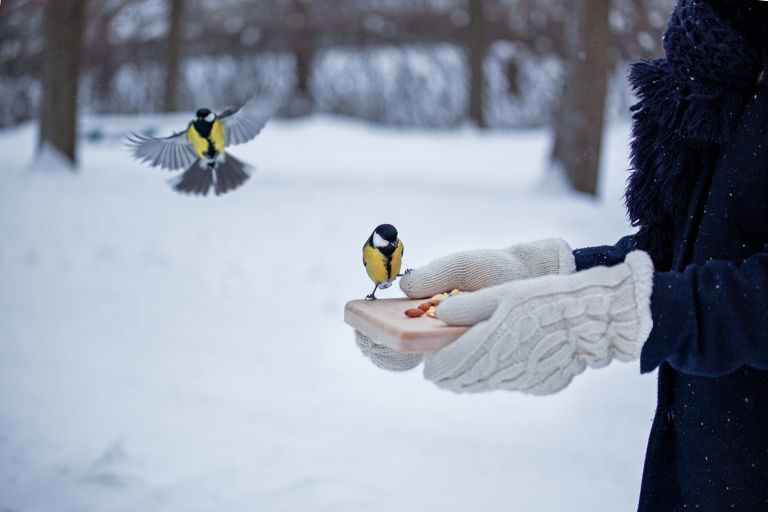 hrana za ptice pozimi