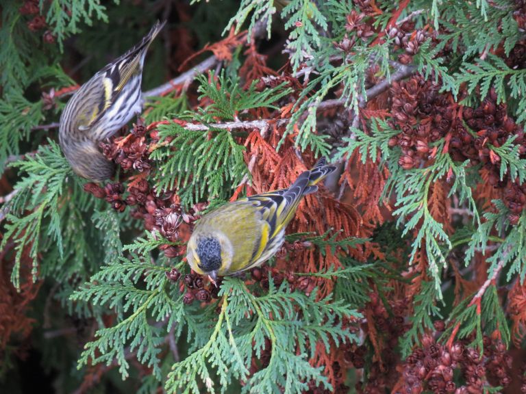 hranjenje ptic pozimi