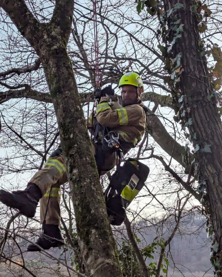 resevanje-macka, pge-krsko