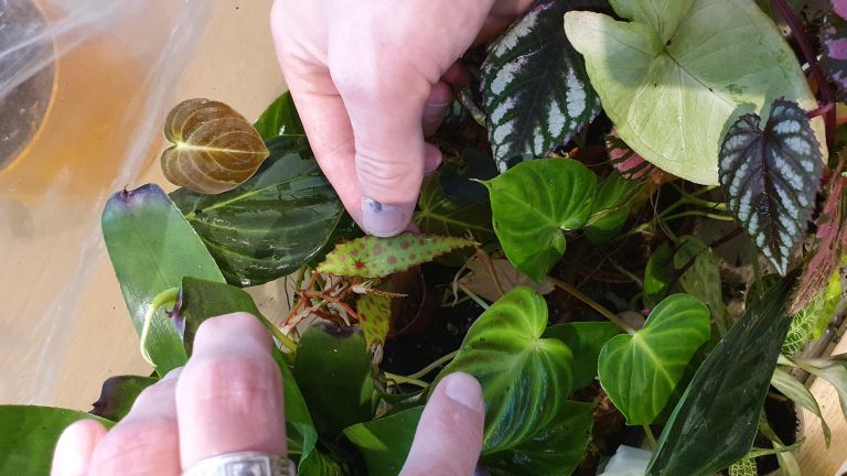 baby sobne rastline 2