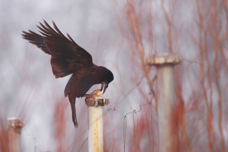 poljska vrana_foto-Eva Horvat (1).jpg