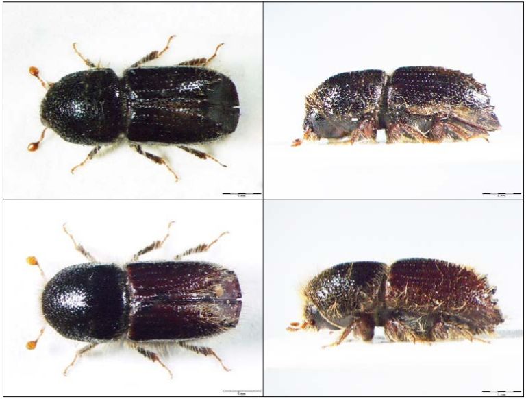 smrekov lubadar, biotehniška fakulteta