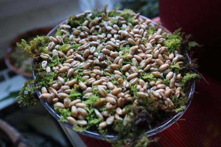 namesto zemlje lahko izberete tudi mah.JPG