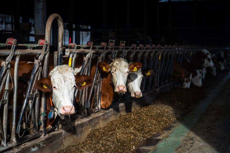 kmetija-štuhec, krave, hlev, kmetija, krava