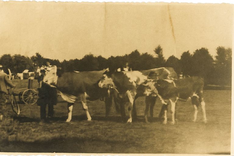 krava-vali, kmetija-štuhec