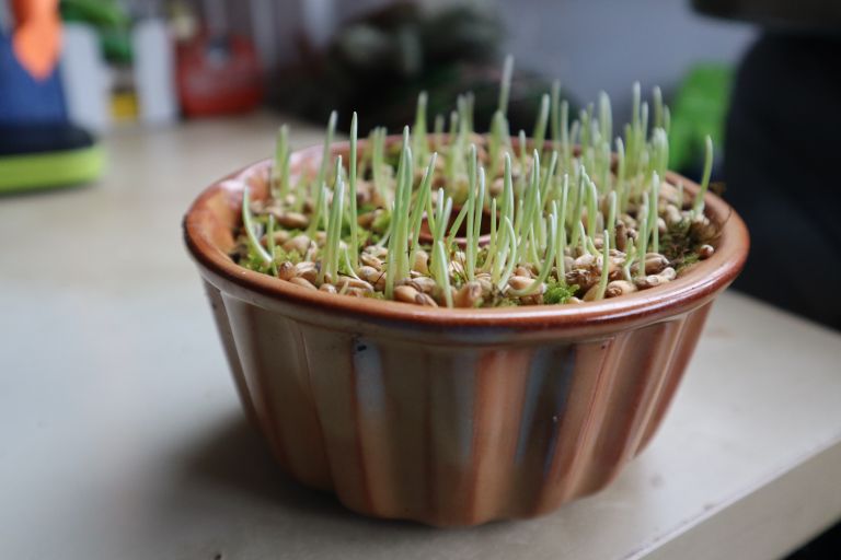 v tej velikosti sama prestavim setev na prosto in pazim, da ga ne najdeho lačne miške.JPG