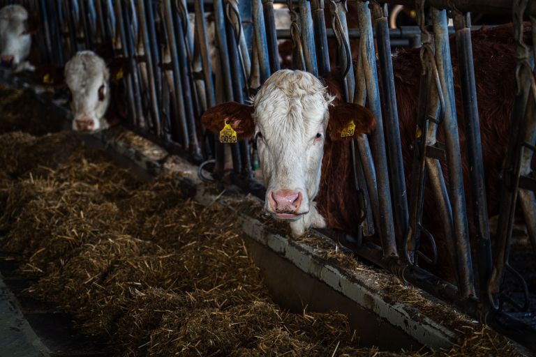 kmetija-štuhec, krave, hlev, kmetija, krava