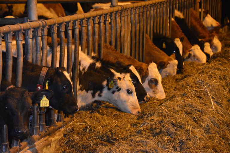 andrej-lenarcic, govedoreja