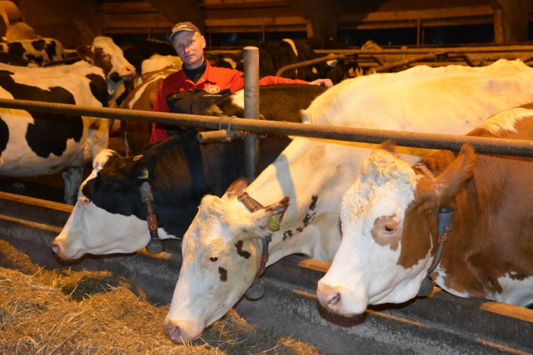 andrej-lenarcic, govedoreja