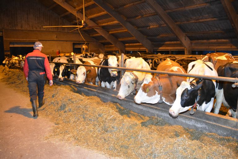 andrej-lenarcic, govedoreja