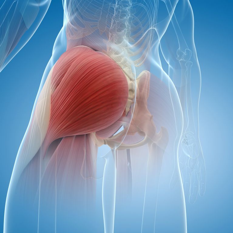 gluteus maximus