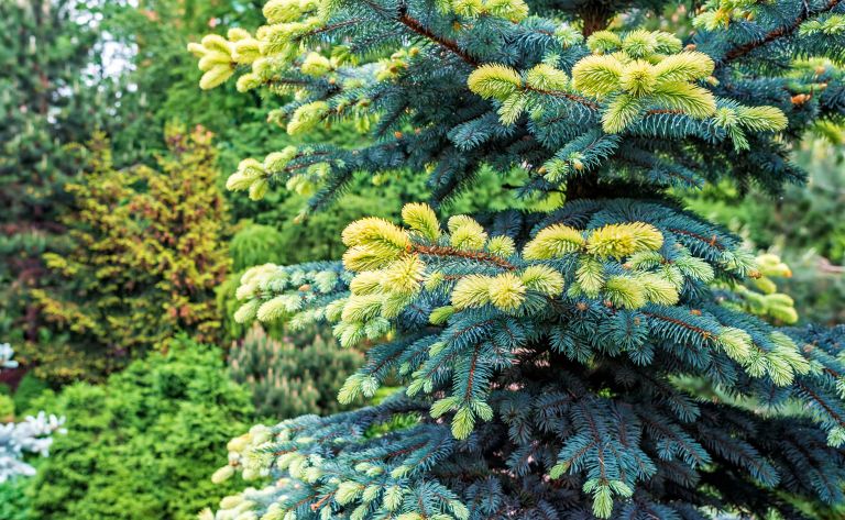 Picea pungens