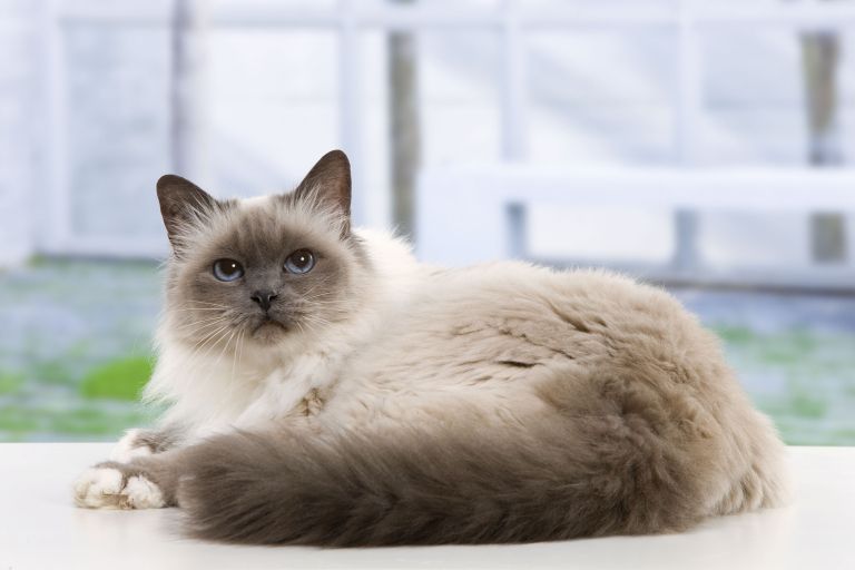 Birmanka, Birmanska mačka