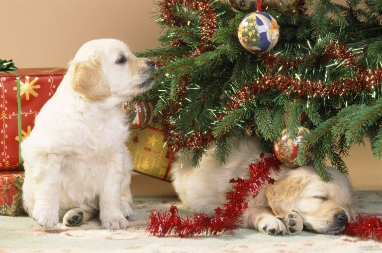 bozic, ljubljencki, dekor-prazniki