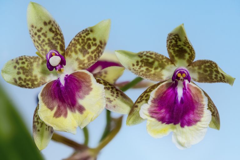 orhideje pozimi 2