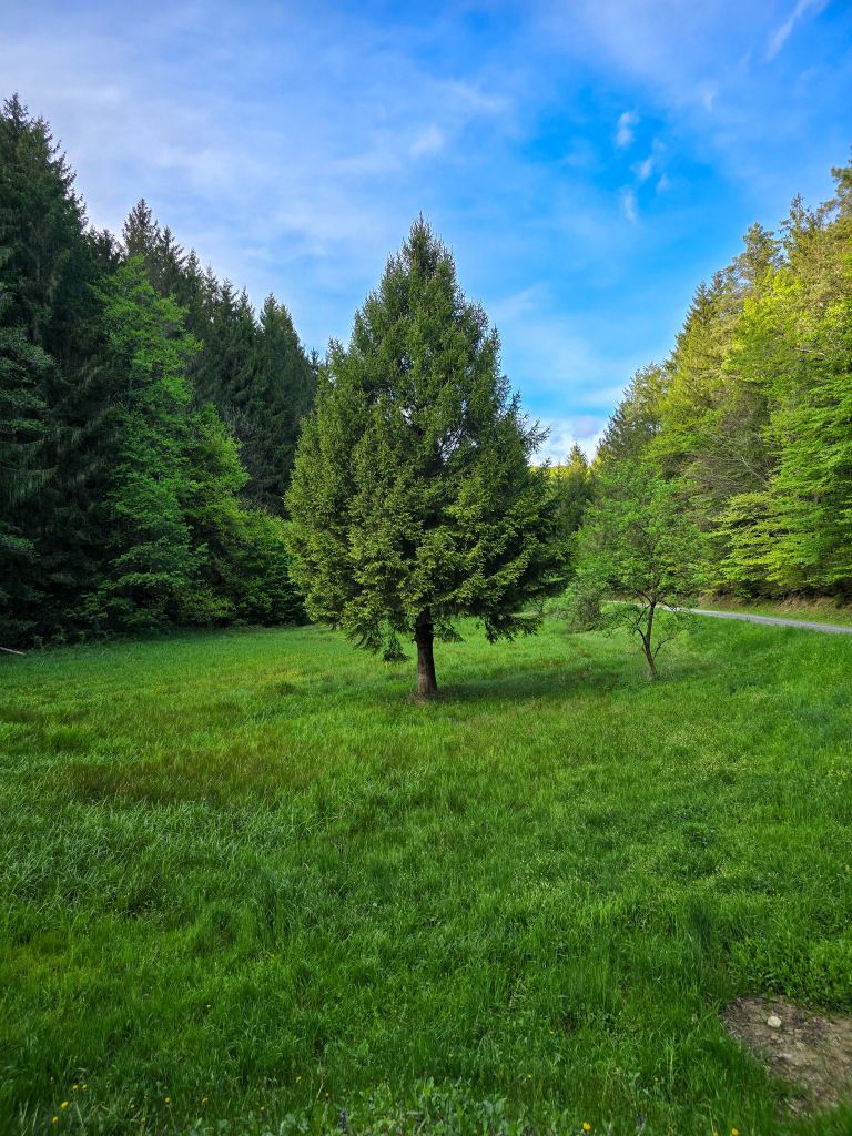 simbolična, drevesa, drevo, smreka, iglavec, iglavci