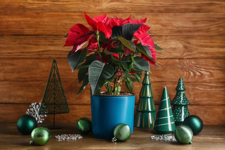 bozicna-zvezda, namizna-dekoracija