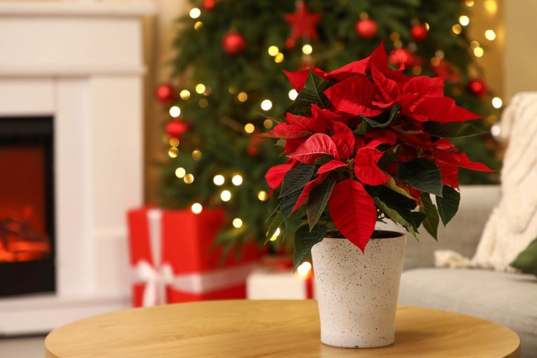 bozicna-zvezda, namizna-dekoracija