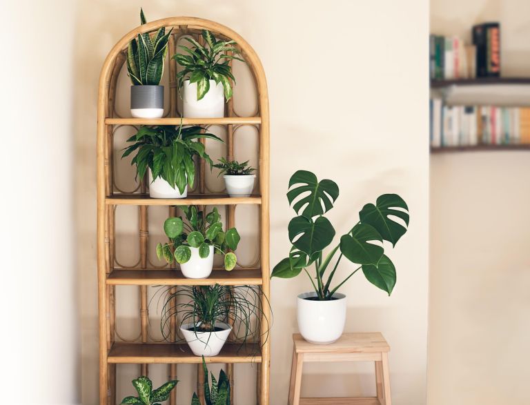 difenbahija, sobne-rastline