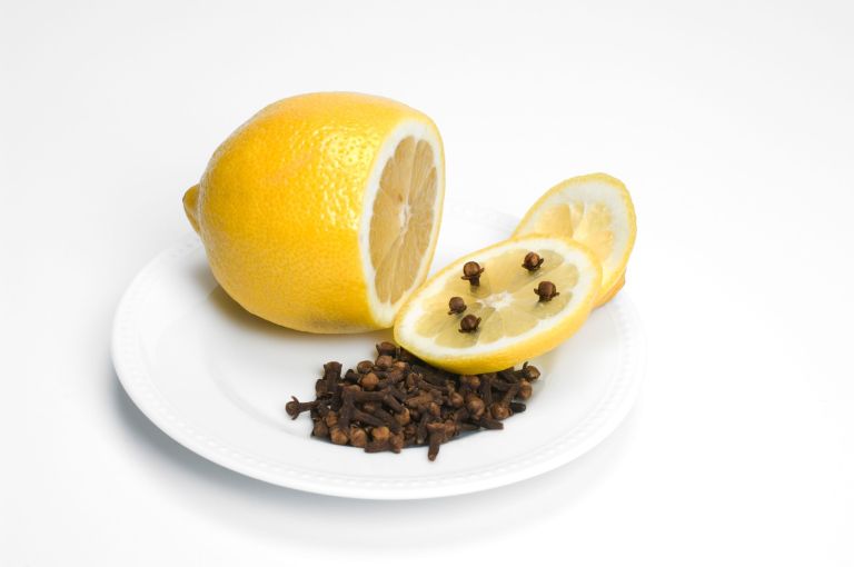 molji, osvezitev-prostora