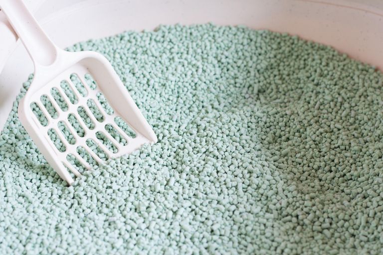 vetrobransko-steklo, macji-pesekjpg