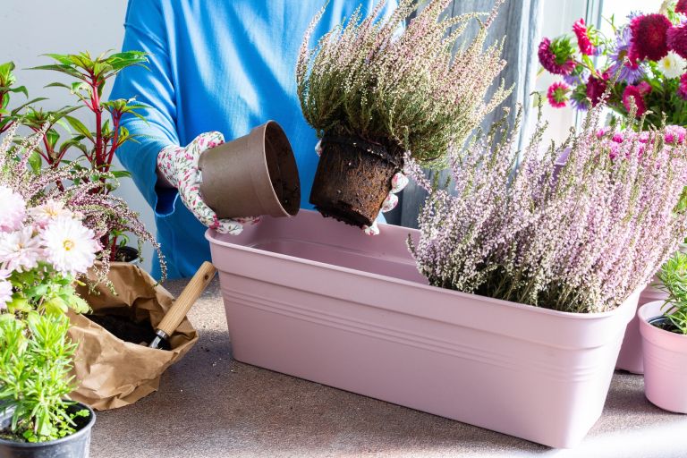 spomladanska-resa, erika, sobne-rastline