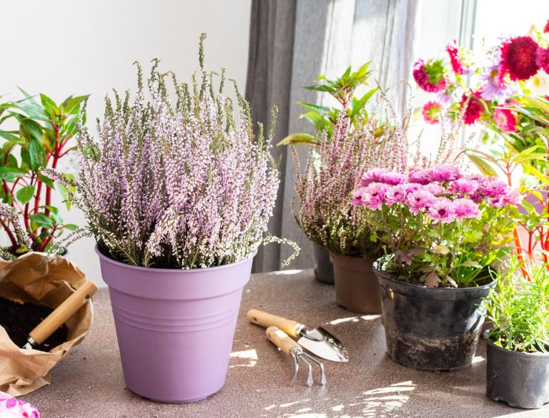 spomladanska-resa, erika, sobne-rastline