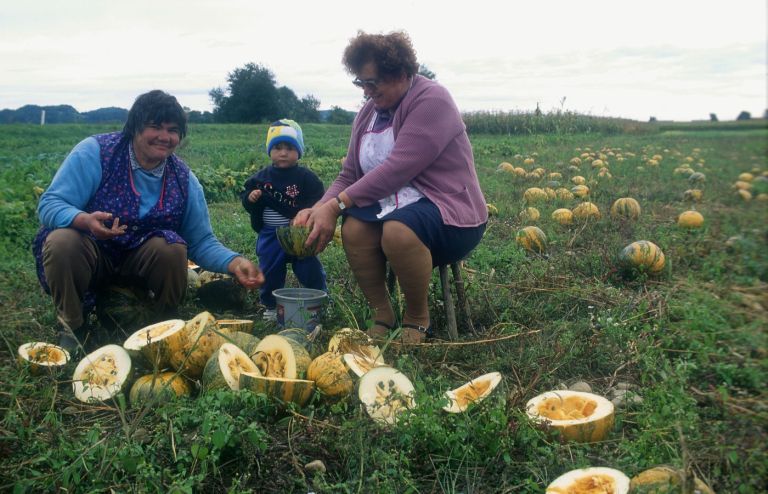 kmetijstvo buče Ptuj njiva