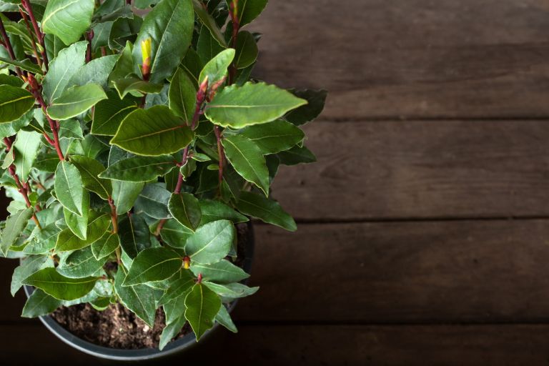 lovor, lovorjev-list