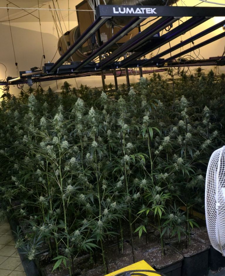 konoplja, zaseg, siska