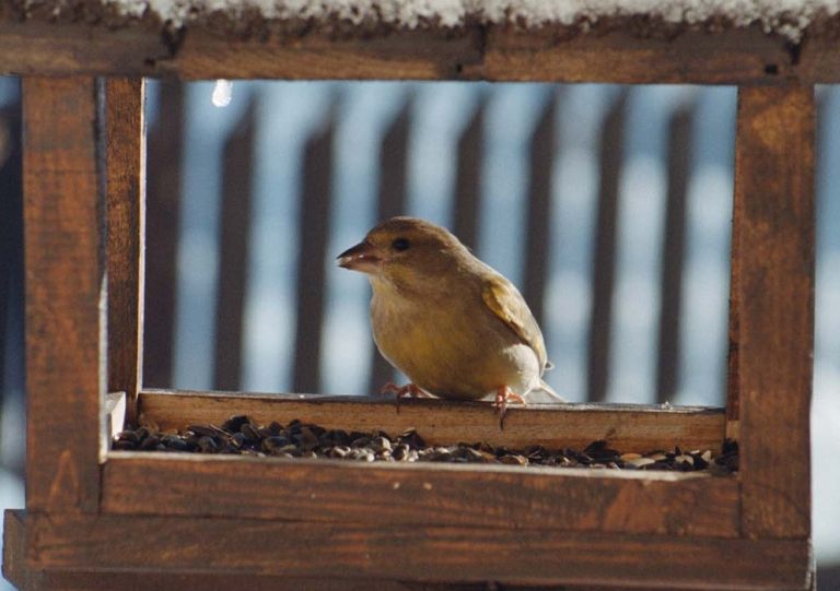 semena krma ptica krmilnica