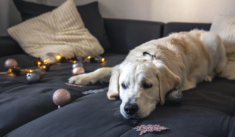 closeup-labrador-couch-with-christmas-decor.jpg