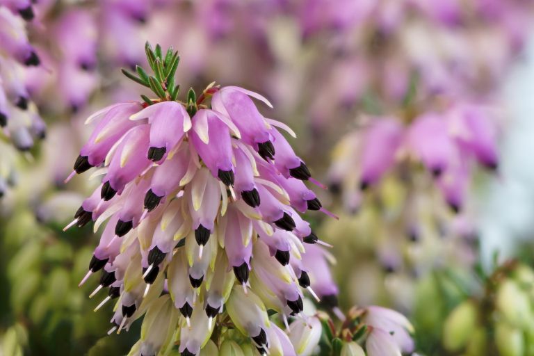 spomladanska-resa, erika, sobne-rastline