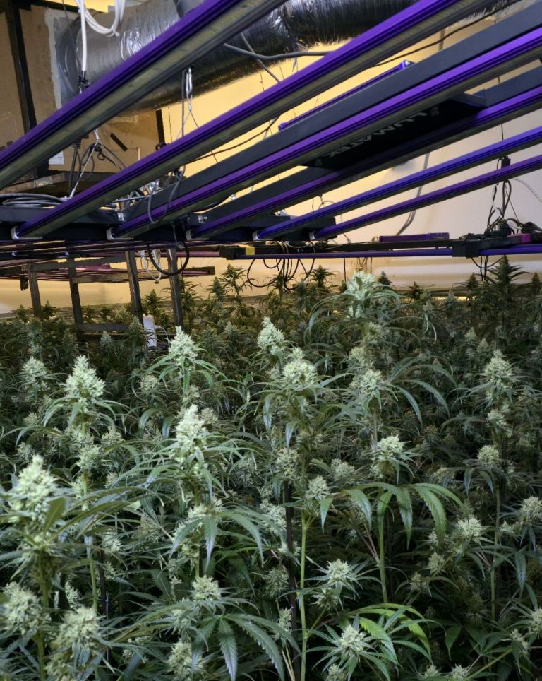 konoplja, zaseg, siska