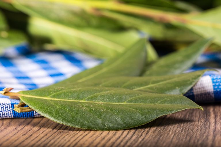 lovor, lovorjev-list